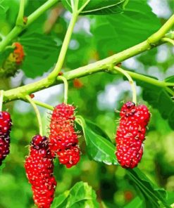 Red Mulberry Tree Paint By Numbers