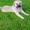 Anatolian Shepherd Puppy Paint By Number