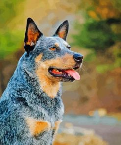 Australia Cattle Dog Paint By Numbers