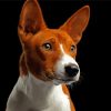 Basenji Dog Paint By Numbers