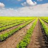 Bean Field Paint By Number