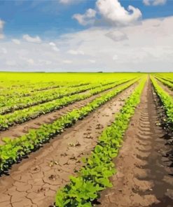 Bean Field Paint By Number