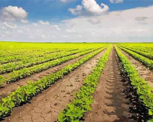 Bean Field Paint By Number