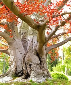 Beech Trees Paint By Numbers