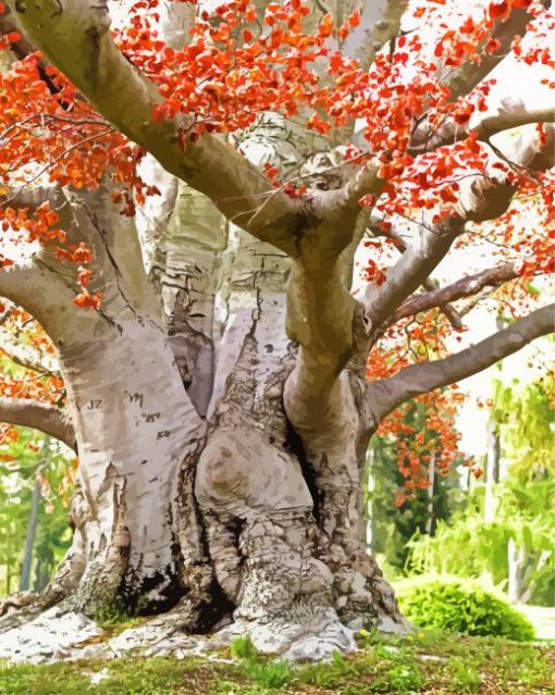 Beech Trees Paint By Numbers