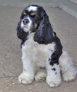 Black And White Cocker Spaniel Paint By Number