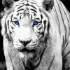 Black And White Bengal Tiger Paint By Number