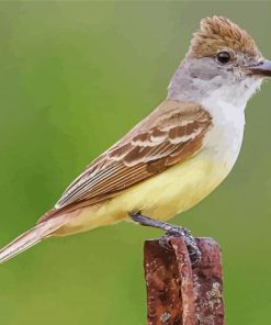 Brown Crested Flycatcher Paint By Numbers