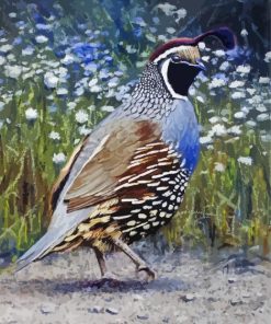 California Quail Bird Art Paint By Numbers