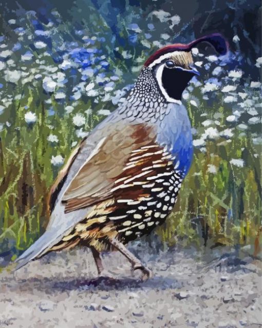 California Quail Bird Art Paint By Numbers