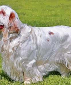 Clumber Spaniel Dog Paint By Numbers