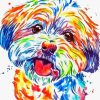 Colorful Shorkie Dog Art Paint By Numbers