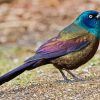 Common Grackle Bird Paint By Numbers