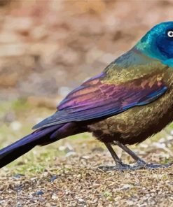 Common Grackle Bird Paint By Numbers