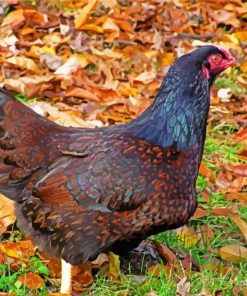 Cornish Chicken Bird Paint By Number