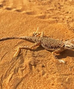 Desert Gecko Paint By Number