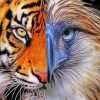 Eagle And Tiger Paint By Number