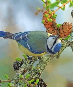 Eurasian Blue Tit On Larch Tree Paint By Number