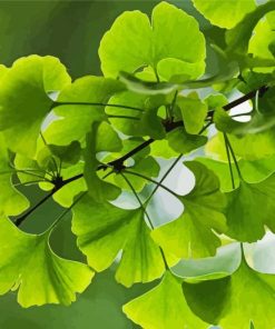 Ginkgo Green Leaves Paint By Number