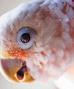 Goffins Cockatoo Head Paint By Number