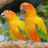 Golden Conures Paint By Number