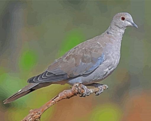 Gray Dove Paint By Number