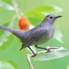 Grey Catbird Paint By Numbers