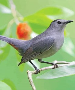 Grey Catbird Paint By Numbers