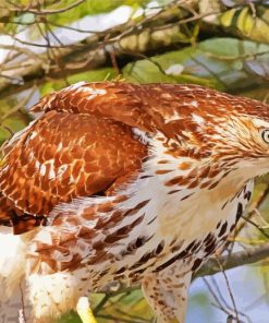 Hawk In A Forest Paint By Numbers