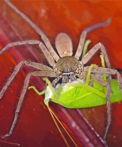 Huntsman Spider Feeding Paint By Number