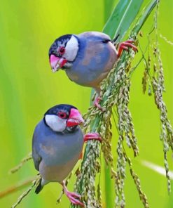 Java Sparrow Eating Paint By Numbers