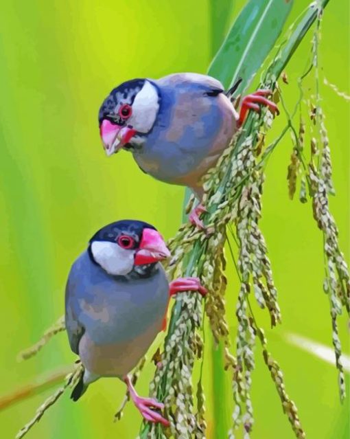 Java Sparrow Eating Paint By Numbers