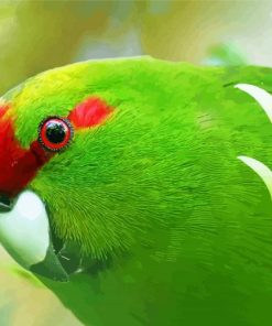 Kakariki Bird Head Paint By Number