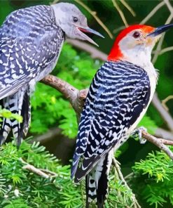 Male And Female Woodpecker Paint By Numbers