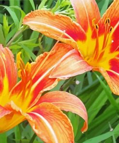 Orange Daylilies Paint By Numbers