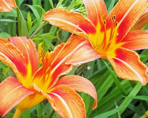 Orange Daylilies Paint By Numbers