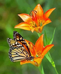 Orange Flowers And Monarch Butterfly Paint By Numbers