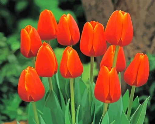 Orange Tulips Paint By Numbers