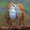 Owls Love Paint By Numbers