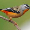 Pardalote Bird Paint By Numbers