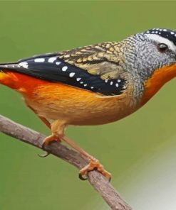 Pardalote Bird Paint By Numbers