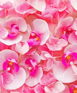 Pink Orchids Paint By Number