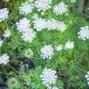 Queen Anne's Lace Wildflower Paint By Number