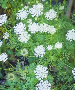 Queen Anne's Lace Wildflower Paint By Number