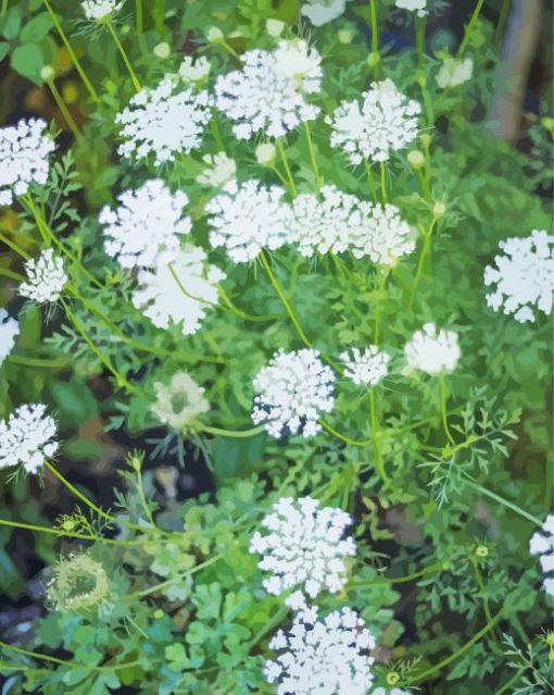 Queen Anne's Lace Wildflower Paint By Number