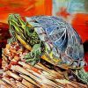 Red Eared Slider Turtle Art Paint By Numbers