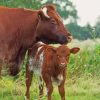 Shorthorn Cattle Paint By Numbers