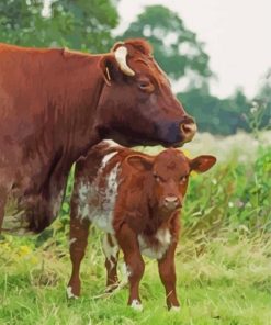 Shorthorn Cattle Paint By Numbers