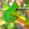 The emerald Snake Paint By Numbers