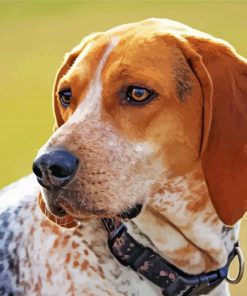 Treeing Walker Coonhound Dog Paint By Numbers